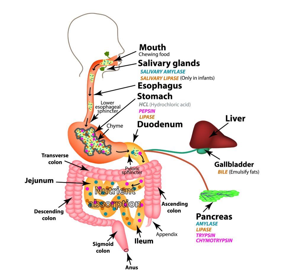 Digestion System 